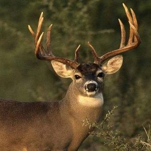 Meet your Posher, Blake